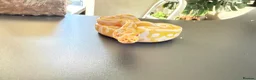 Python Snake reptiles for sale: 1.0 Leo Candy 66% het Pied  - Advert 12