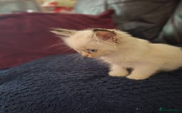 Ragdoll cats for sale: Beautiful Ragdoll x British long hair kittens  - Image 10