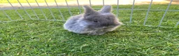 Mini Lop rabbits for sale: Mini Lops  - Advert 4