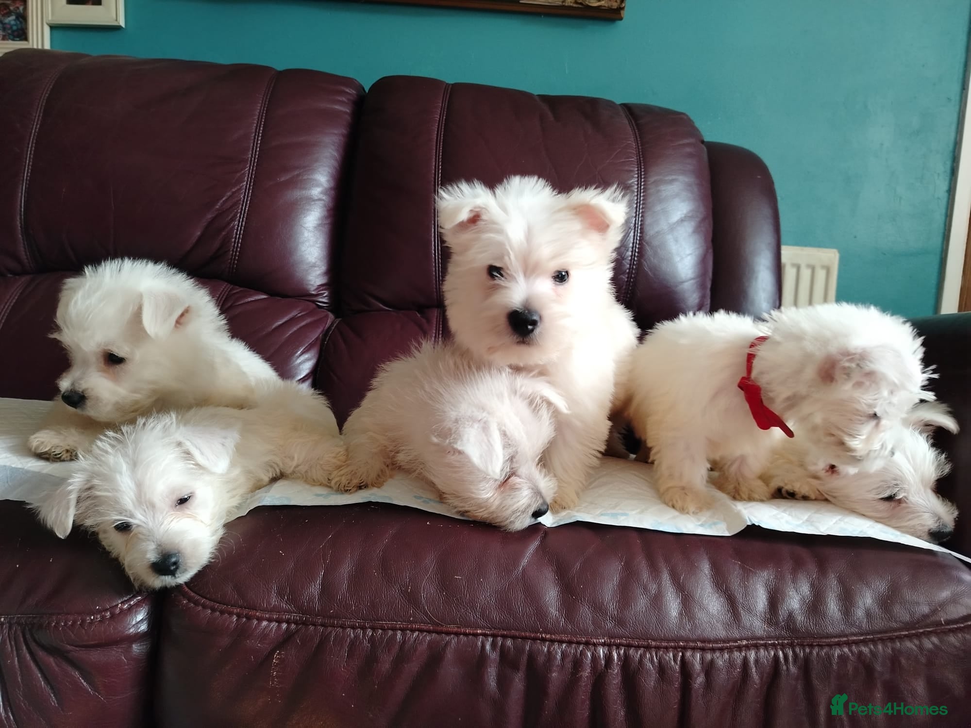 West Highland Terrier dogs for sale: Beautiful West Highland terrier puppies available - Advert 5