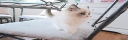 Ragdoll cats for sale: READY NOW ***** INDOOR PEDIGREE RAGDOLL KITTENS - Advert 3