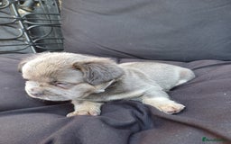 French Bulldog dogs for sale: Fluffy French bulldogs - Image 16