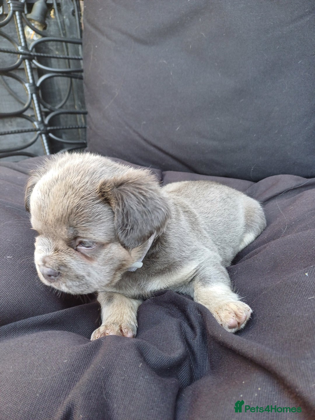 French Bulldog dogs for sale: Fluffy French bulldogs - Image 16
