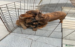 Cockapoo dogs for sale: Cockapoo  - Advert 2