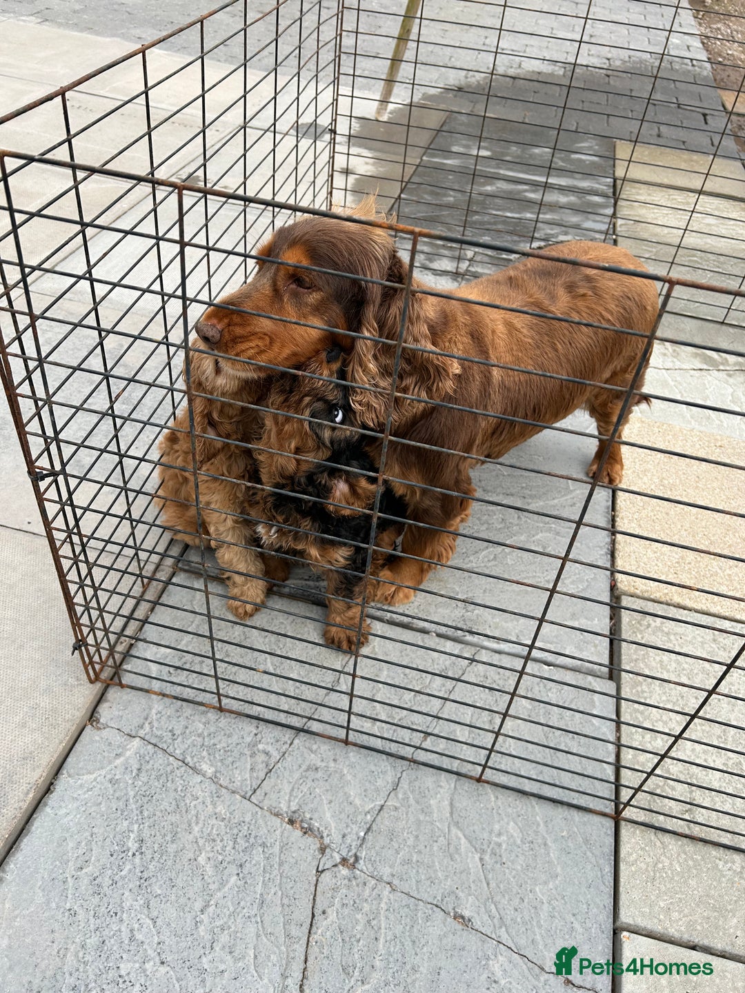 Cockapoo dogs for sale: Cockapoo  - Advert 2