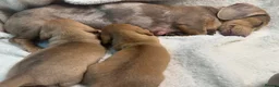 Miniature Dachshund dogs for sale: 🤍2 Gorgeous Creamy Puppies🤍 in Caernarfon - Advert 7