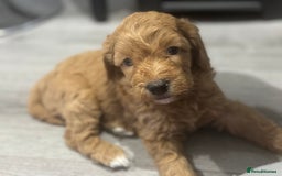 Cavapoo dogs for sale: x4 cockapoos puppies - Advert 3
