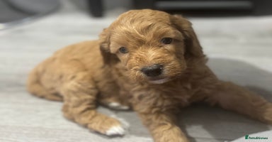Cavapoo dogs x4 cockapoos puppies - Advert 2