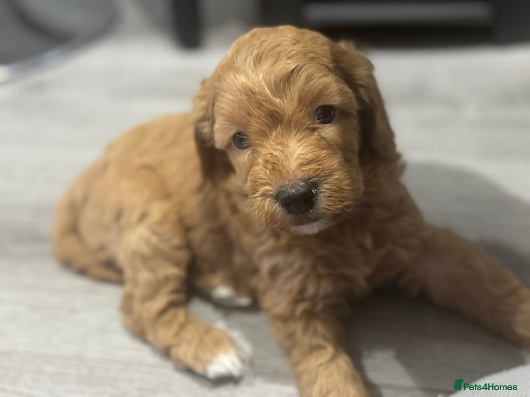 Cavapoo dogs for sale: x4 cockapoos puppies - Advert 3