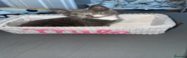 British Shorthair 1
