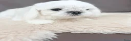 Maltese dogs for sale: Full Korean Male Maltese - Advert 7
