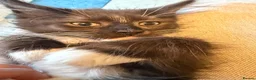 Maine Coon cats for sale: Gorgeous XL Russian line Maine Coon Kittens - Advert 19