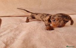 Miniature Dachshund dogs for sale: Miniature dachshund  - Image 4
