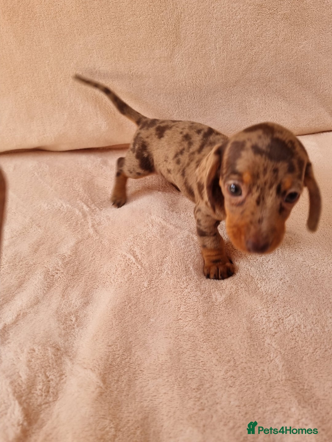 Miniature Dachshund dogs for sale: Miniature dachshund  - Image 4