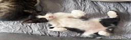 Mixed Breed cats for sale: Beautiful little boy kitten  - Advert 2
