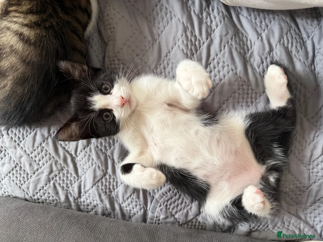 Mixed Breed cats for sale: Beautiful little boy kitten  - Advert 2