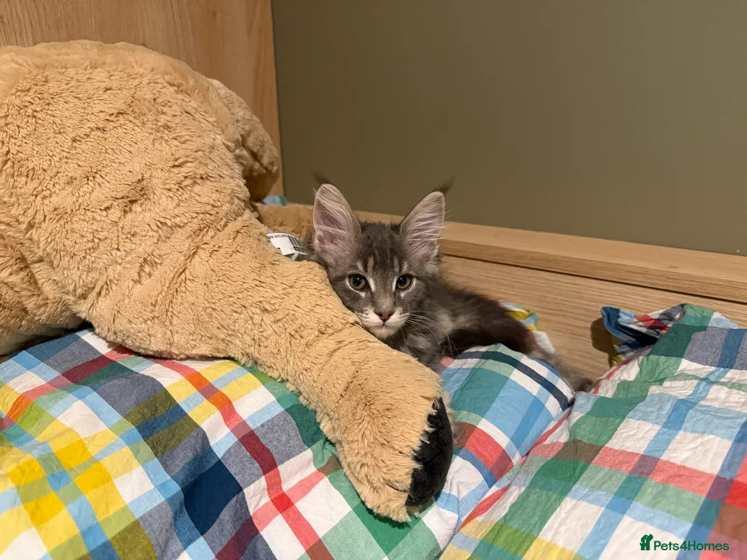 Maine Coon cats for sale: 3-month-old pure Maine Coon Girl ready to go - Advert 16