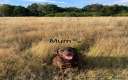 Labrador Retriever dogs for sale: 🐾 Beaytiful KC Labrador puppies!🐾 - Advert 12