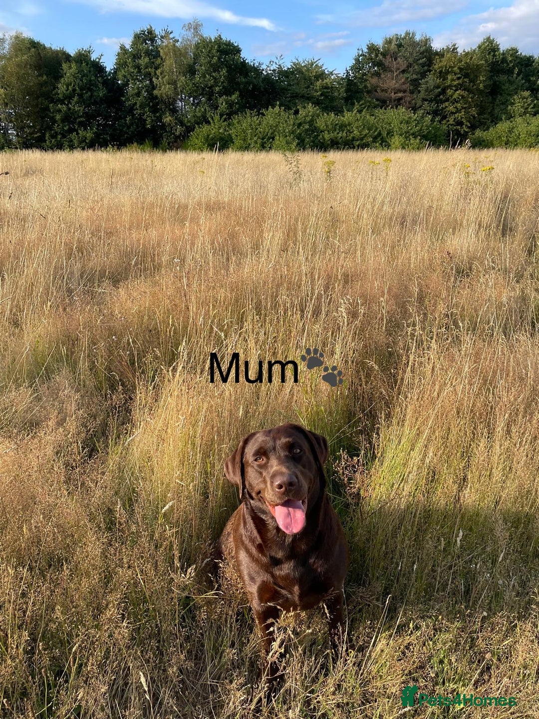 Labrador Retriever dogs for sale: 🐾 Beaytiful KC Labrador puppies!🐾 - Advert 12