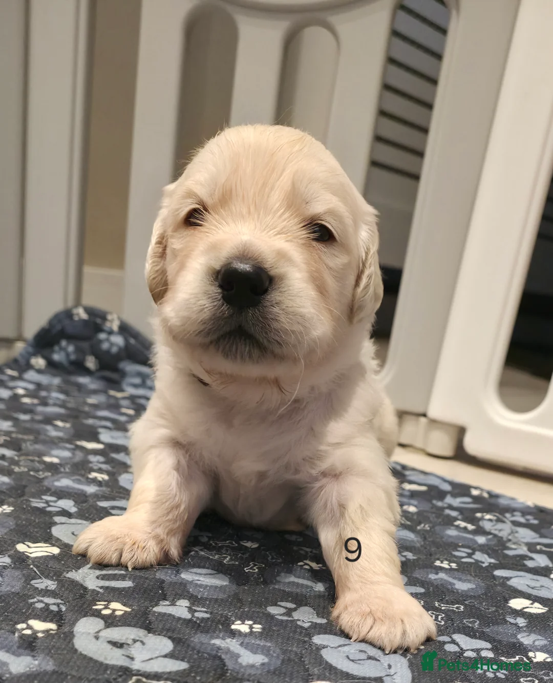 Golden Retriever dogs for sale: 5* Golden retriver puppies - Advert 37