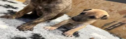 Greyhound dogs for sale: Hungarian Greyhound Pups - Advert 4