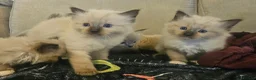 Ragdoll cats for sale: Lovely ragdoll kittens looking for a home - Advert 7