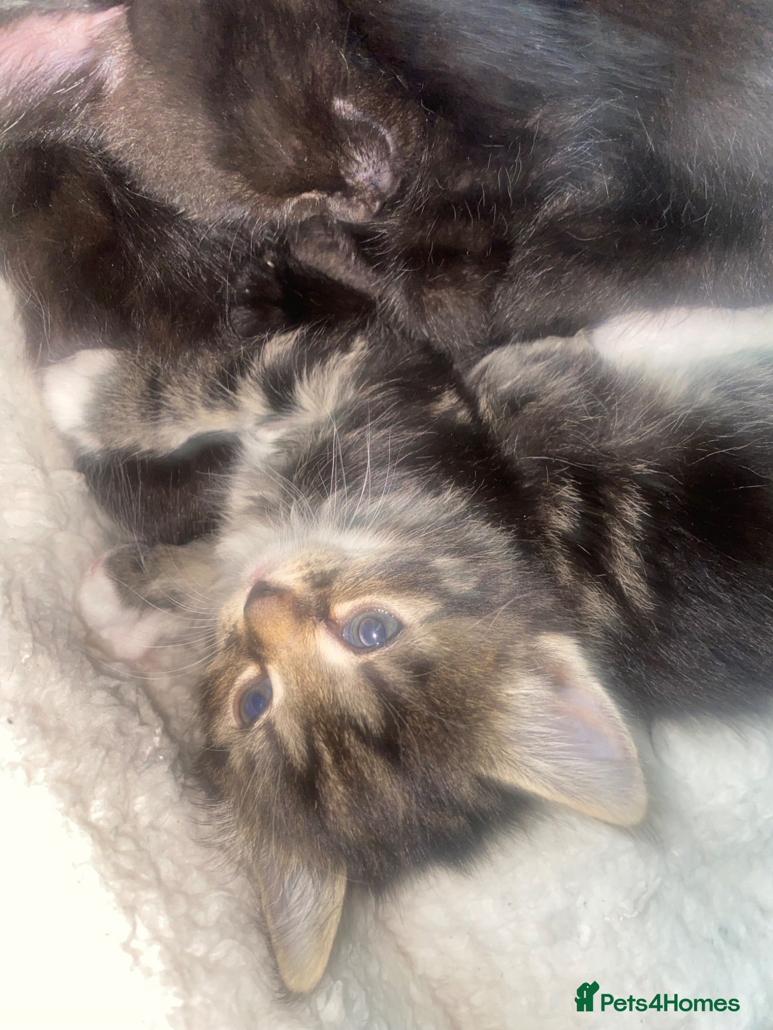 Mixed Breed cats 1 female tabby  - Advert 1