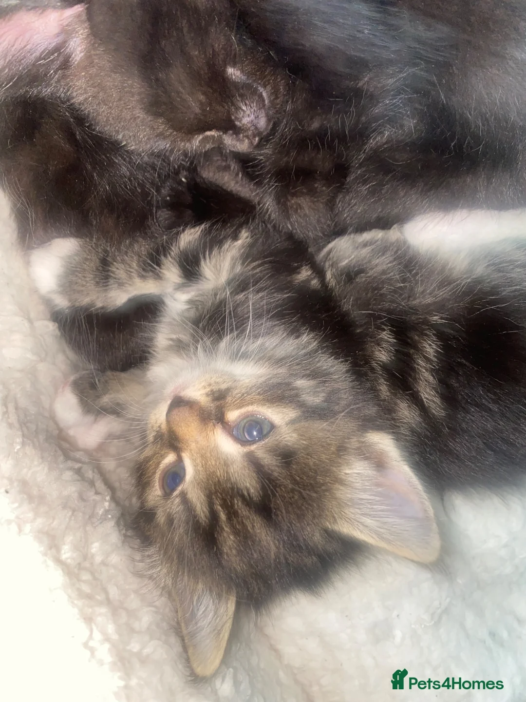 Mixed Breed cats for sale: 1 female tabby  - Advert 1