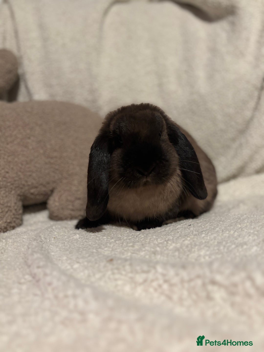 Mini Lop rabbits for sale: Stunning mini lop doe for sale 🫶🏻 - Advert 5