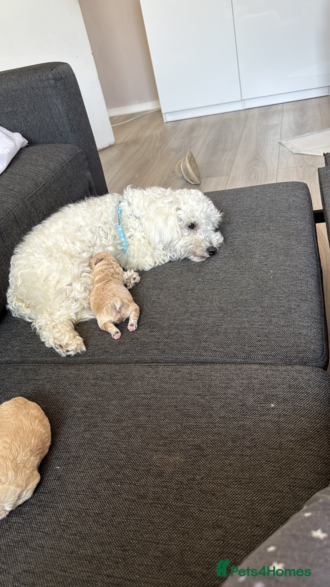 Toy Poodle dogs for sale: Toy Poodle Puppy for Sale - Edinburgh - Image 4