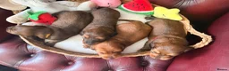Miniature Dachshund dogs for sale: Show type mini longhair Boy from Crufts finalist  - Advert 20