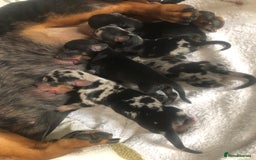 Miniature Dachshund dogs for sale: True miniature dachshund puppies 🐶  - Image 3