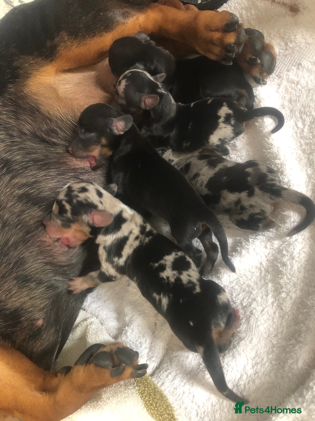 Miniature Dachshund dogs for sale: True miniature dachshund puppies 🐶  - Image 3