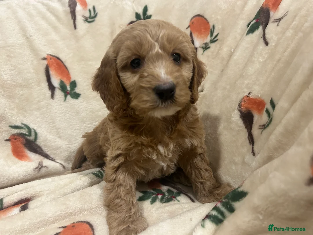 Cockapoo dogs for sale: Beautiful Red Cockerpoo Puppies - Advert 13