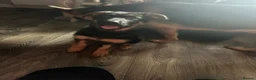 German Shepherd dogs for sale: German shepherd female  - Advert 5