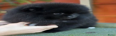 Pomeranian Puppy 1