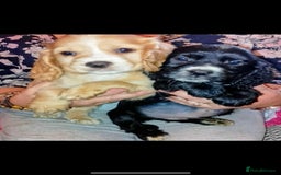 Cocker Spaniel dogs for sale: Adorable cocker spaniel puppy’s  - Image 2