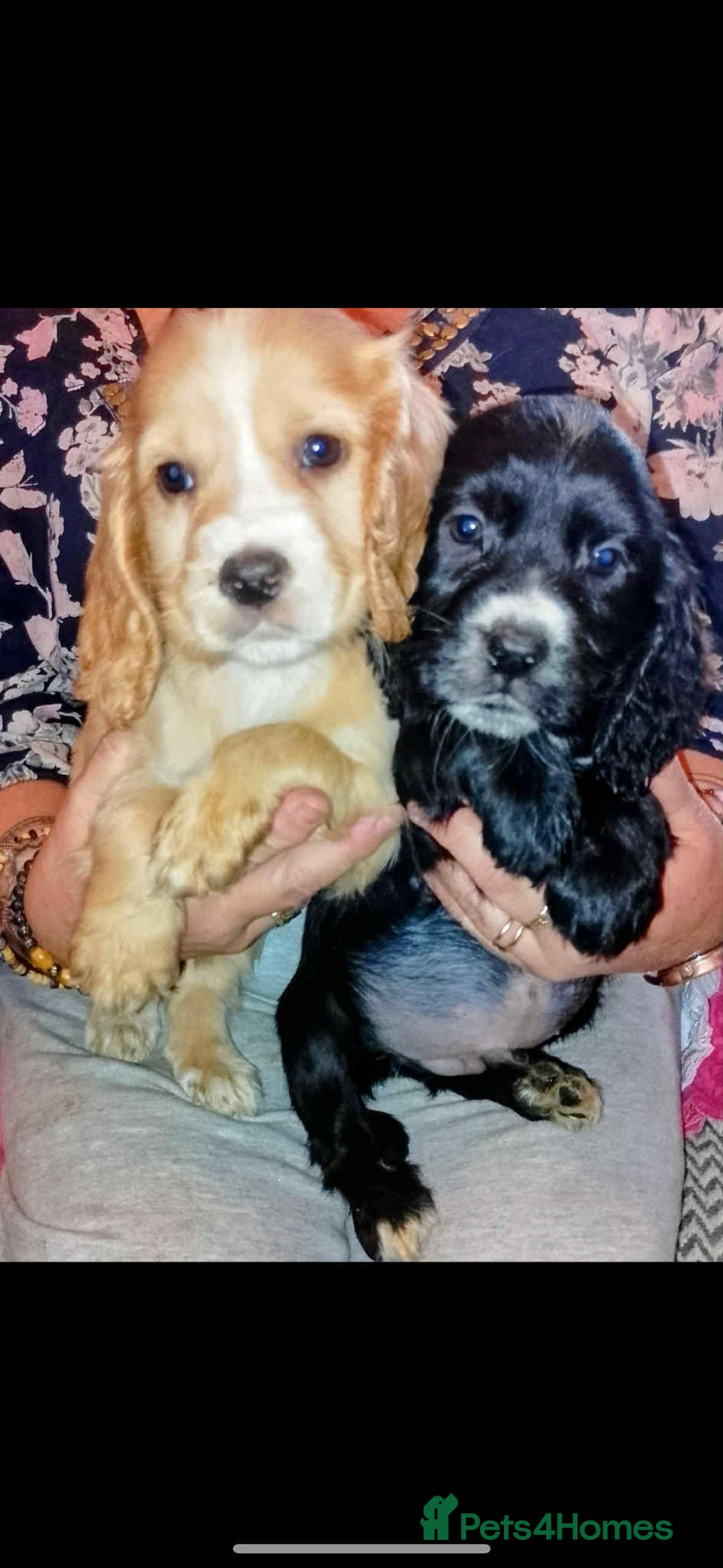 Cocker Spaniel dogs for sale: Adorable cocker spaniel puppy’s  - Image 2