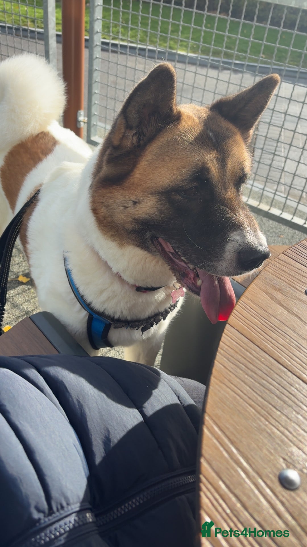 Akita dogs for sale: Akita for rehoming - Advert 2