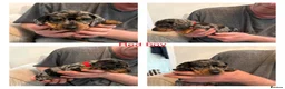Miniature Dachshund dogs for sale: Miniature Dachshund puppies  in Thornton-Cleveleys - Advert 8