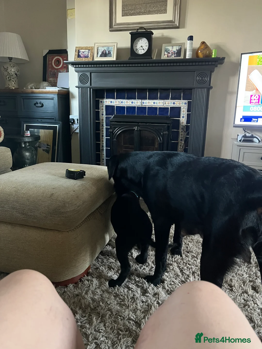 Labrador Retriever dogs for sale: Yellow - Advert 3