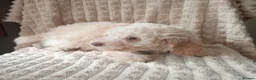 Miniature Poodle dogs for sale: Lovely mini poodles ready to go now  - Advert 16