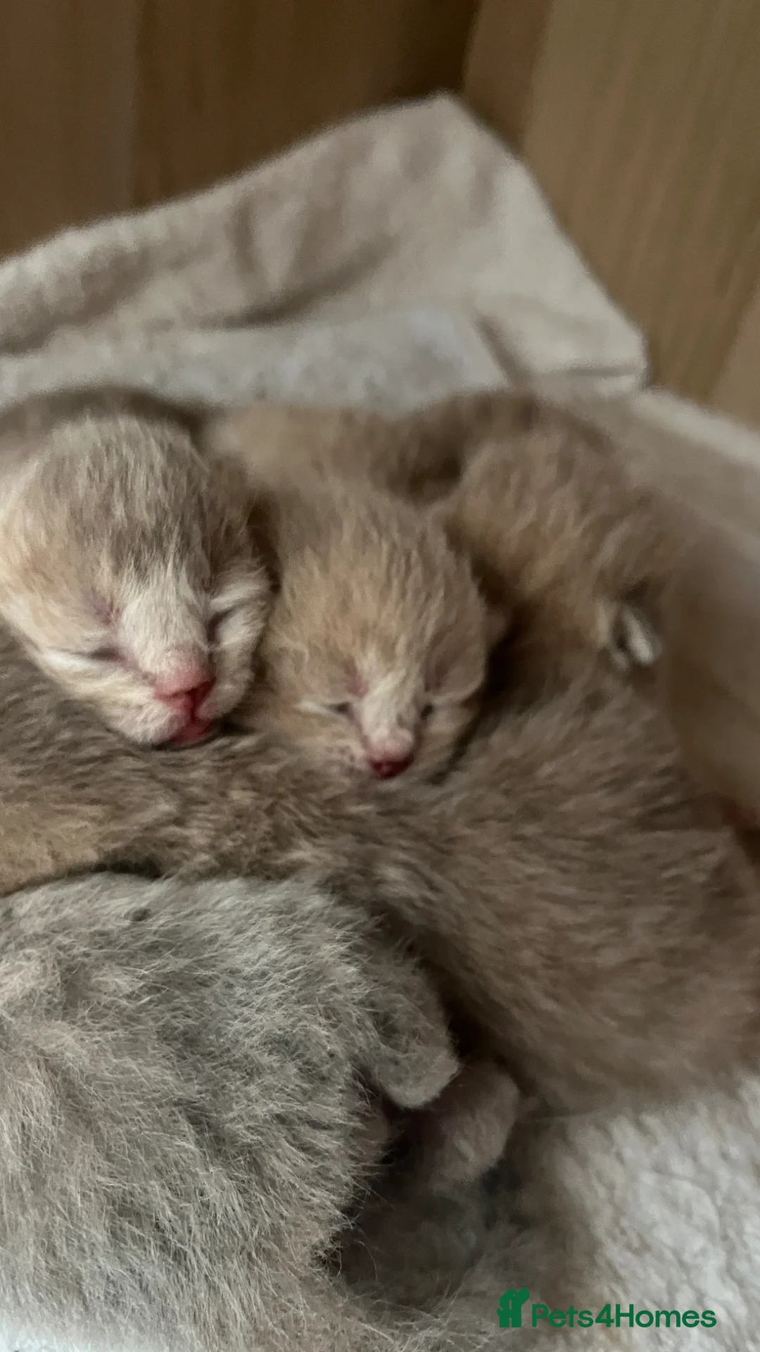 Scottish Fold cats for sale: Beautiful fluffy Scotish fold kittens  - Advert 2