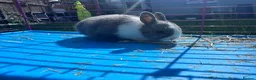 Netherland Dwarf rabbits for sale: Adorable Baby Netherland Dwarf Rabbits - Advert 6