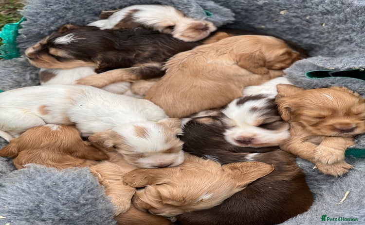 Cocker Spaniel dogs - Advert 3