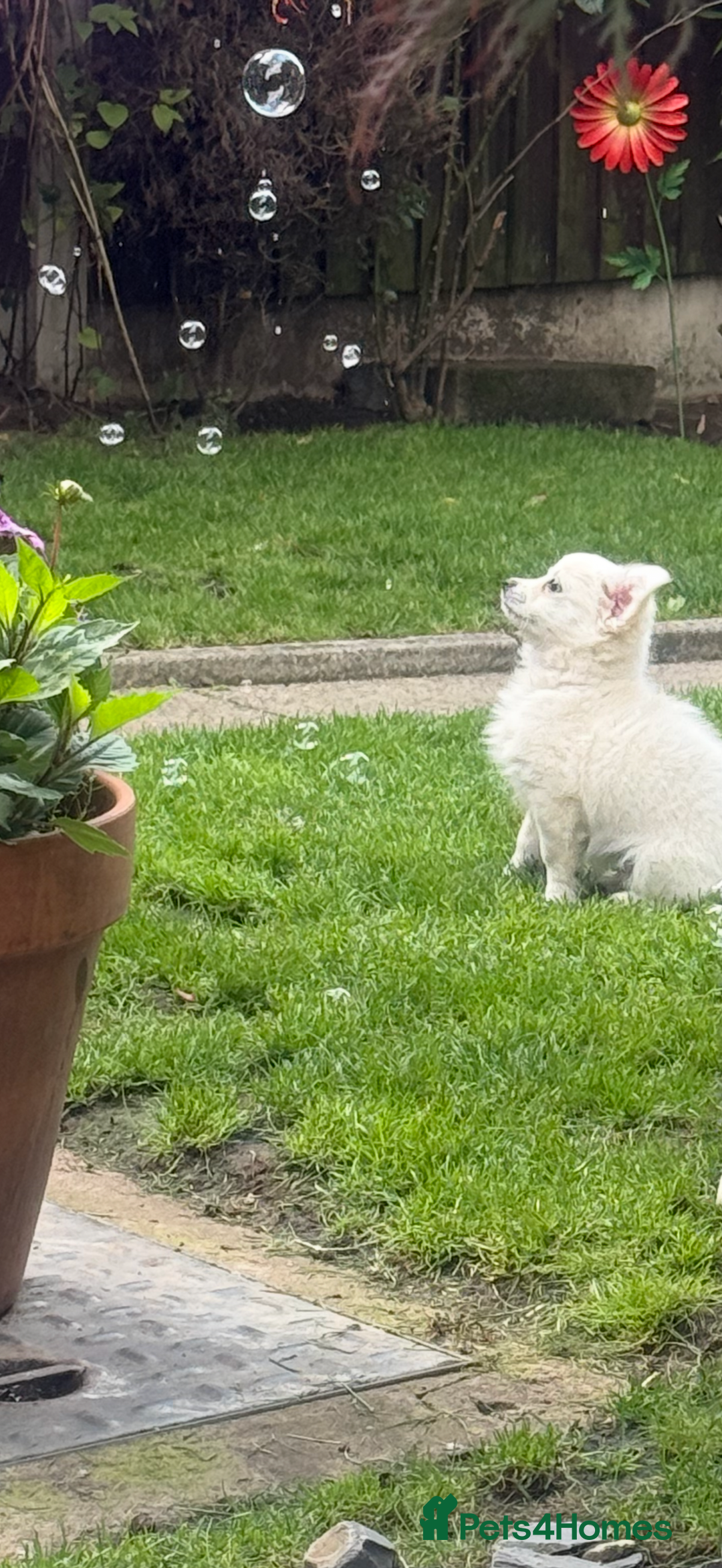 Chihuahua dogs for sale: Gorgeous Long coat MALE WHITE chihuahua.  - Image 19