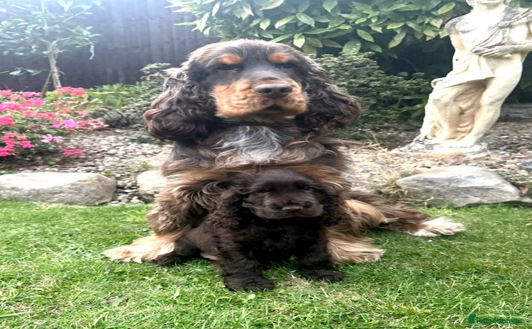 Cocker Spaniel dogs - Advert 9