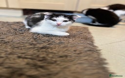 Scottish Fold cats for sale: Scottish Fold  - Image 8