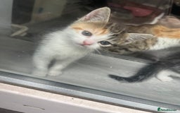 Bengal cats for sale: bengal mixed kittens  - Image 4