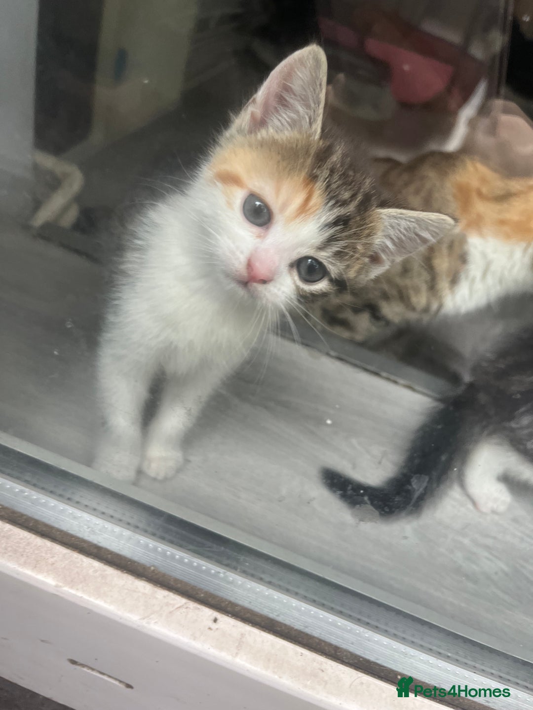 Bengal cats for sale: bengal mixed kittens  - Image 4